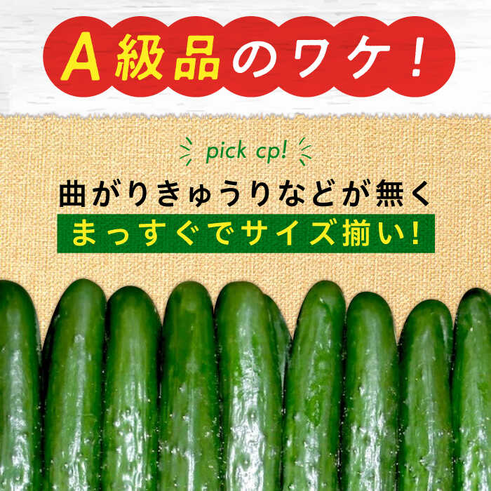 【ふるさと納税】【鮮度バツグン】広島県 江田島市産 きゅうり 5kg×1箱 Lサイズ 野菜 やさい きゅうり 胡瓜 キュウリ セット 新鮮 冷蔵 大容量 旬 詰め合わせ サラダ 漬物 漬け物 ギフト 広島県産 人気 送料無料 江田島市/ひろしま農業協同組合江田島アグリセンター[XCA001] - 画像2