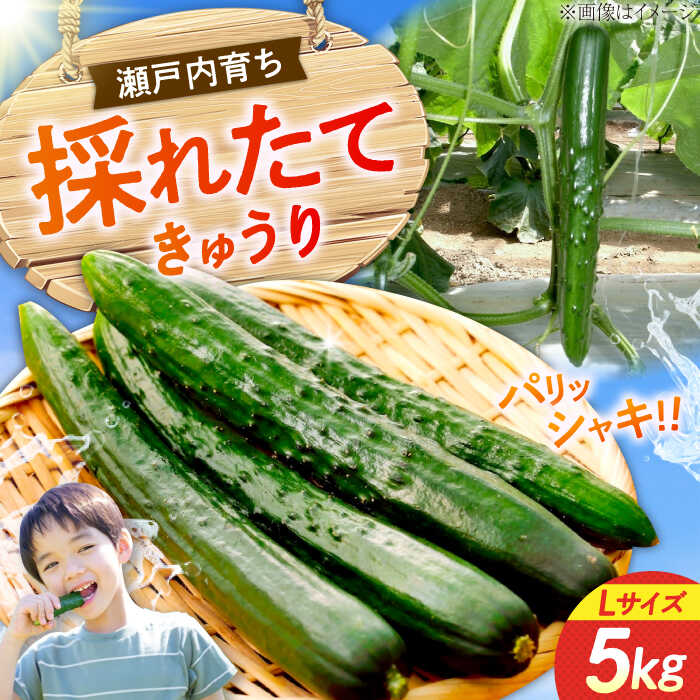 【鮮度バツグン】広島県 江田島市産 きゅうり 5kg×1箱 Lサイズ 野菜 やさい きゅうり 胡瓜 キュウリ セット 新鮮 冷蔵 大容量 旬 詰め合わせ サラダ 漬物 漬け物 ギフト 広島県産 人気 送料無料 江田島市/ひろしま農業協同組合江田島アグリセンター[XCA001]