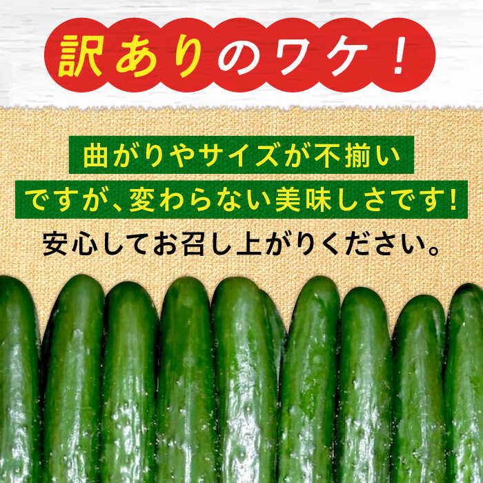 【ふるさと納税】【鮮度バツグン】【訳あり】広島県 江田島市産 きゅうり 5kg×1箱 Lサイズ 野菜 やさい きゅうり 胡瓜 キュウリ セット 新鮮 冷蔵 大容量 旬 詰め合わせ サラダ ギフト 広島県産 人気 送料無料 江田島市/ひろしま農業協同組合江田島アグリセンター[XCA002] - 画像2
