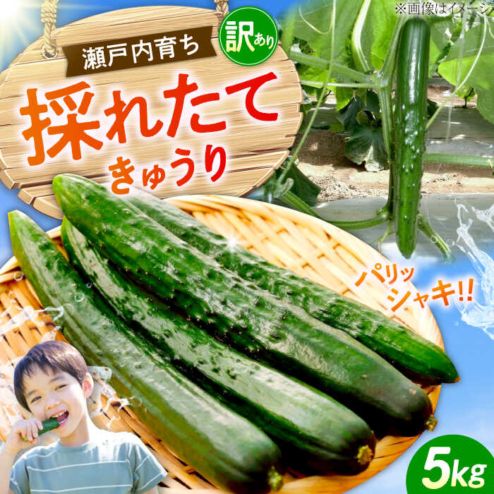 【鮮度バツグン】【訳あり】広島県 江田島市産 きゅうり 5kg×1箱 Lサイズ 野菜 やさい きゅうり 胡瓜 キュウリ セット 新鮮 冷蔵 大容量 旬 詰め合わせ サラダ ギフト 広島県産 人気 送料無料 江田島市/ひろしま農業協同組合江田島アグリセンター[XCA002]