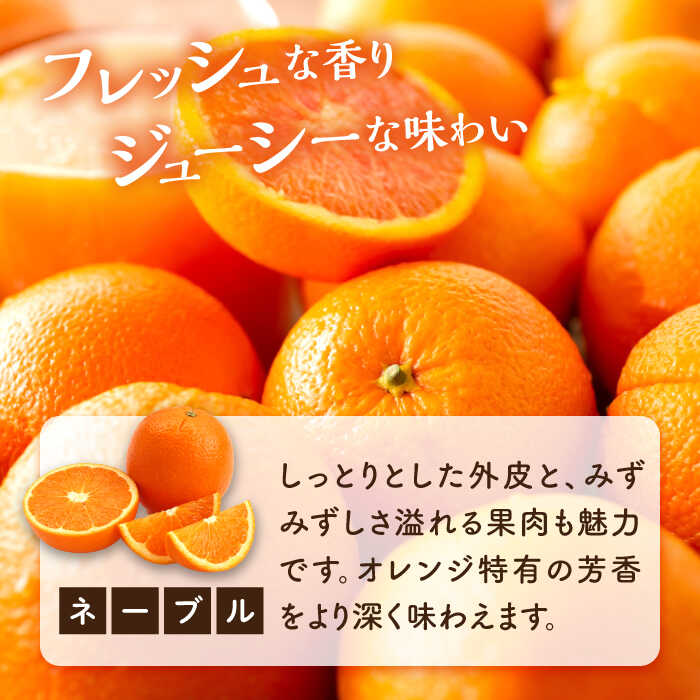 【ふるさと納税】【期間限定】厳選 ネーブル 5kg みかん 蜜柑 ミカン 果物 くだもの フルーツ みかん ミカン オレンジ 蜜柑 柑橘 先行予約 ジュース 果実 甘味 酸味 ギフト 広島県産 人気 送料無料 江田島市/小原農園[XCE003] サムネイル2