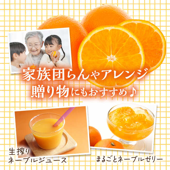 【ふるさと納税】【期間限定】厳選 ネーブル 5kg みかん 蜜柑 ミカン 果物 くだもの フルーツ みかん ミカン オレンジ 蜜柑 柑橘 先行予約 ジュース 果実 甘味 酸味 ギフト 広島県産 人気 送料無料 江田島市/小原農園[XCE003] サムネイル3