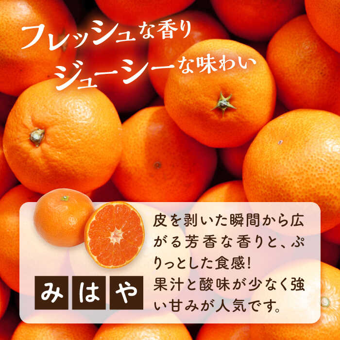 【ふるさと納税】【期間限定】厳選 みはや 5kg みかん 蜜柑 ミカン 果物 くだもの フルーツ みかん ミカン オレンジ 蜜柑 柑橘 先行予約 ジュース 果実 甘味 酸味 ギフト 広島県産 人気 送料無料 江田島市/小原農園[XCE005] サムネイル2