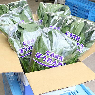 【ふるさと納税】新鮮朝採れ!安芸太田町産ほうれんそう　200g×7束【配送不可地域：離島・北海道・沖縄県】【1013669】 - 画像2