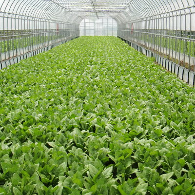 【ふるさと納税】新鮮朝採れ!安芸太田町産ほうれんそう　200g×7束【配送不可地域：離島・北海道・沖縄県】【1013669】 - 画像3