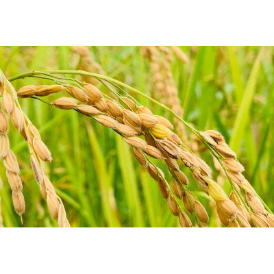 【ふるさと納税】【令和7年産】ヒノヒカリ　白米5kg【1441145】 - 画像3