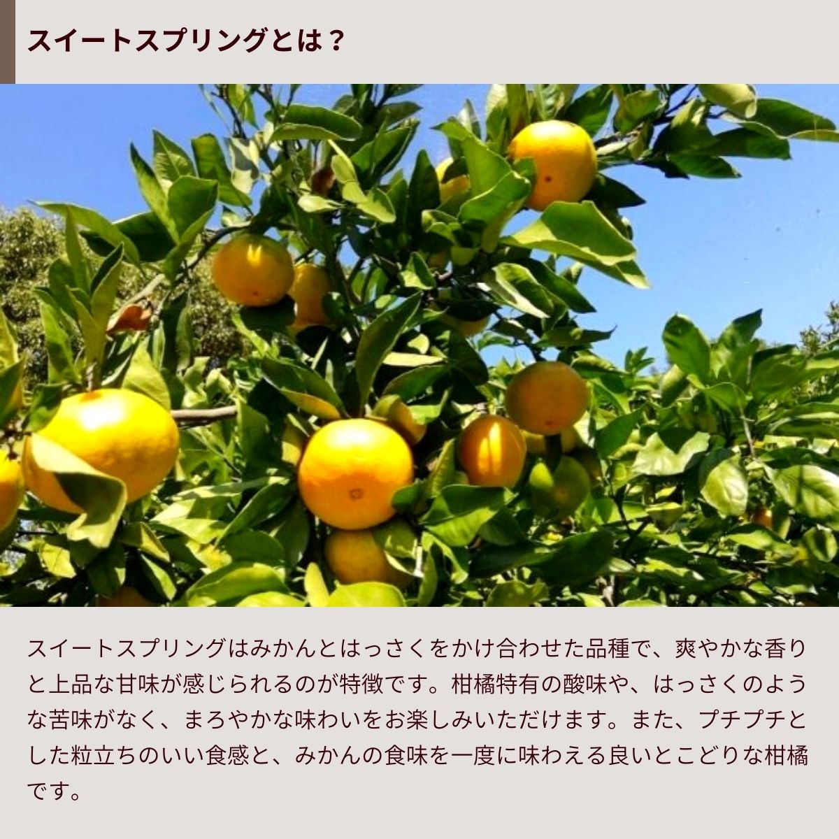 【ふるさと納税】オーガニック スイートスプリング 約3kg 2〜3月発送 国産 有機JAS認証 瀬戸内 広島 大崎上島 離島 有機栽培 柑橘 果物 オーガニック フルーツ ギフト 防腐剤不使用 ワックス不使用 無添加 送料無料 産地直送 中原観光農園 サムネイル2