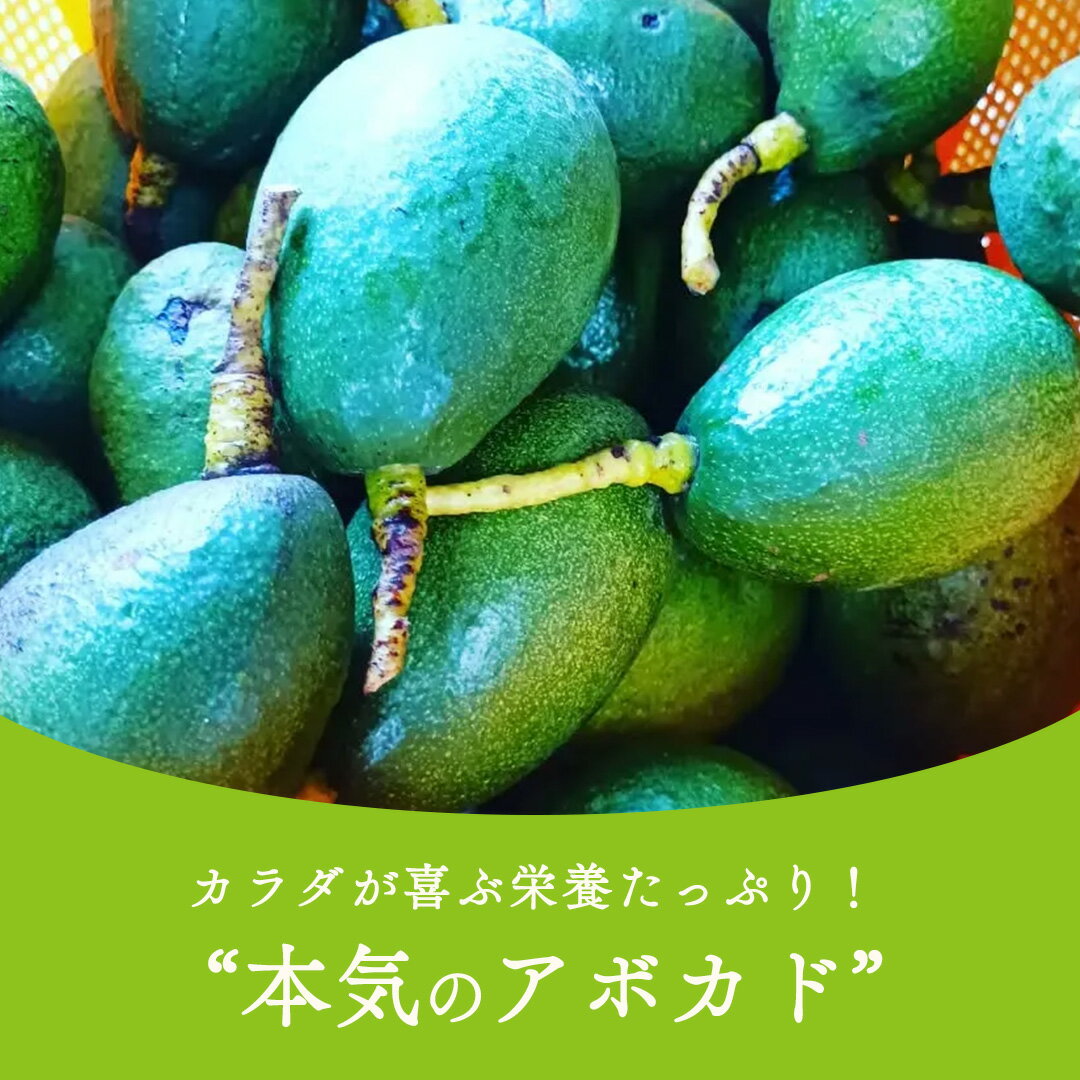 【ふるさと納税】国産 オーガニック アボカド ( ベーコン種 ) 有機JAS認証 有機栽培 アボガド 瀬戸内 有機 濃厚 希少 広島 大崎上島 サムネイル3