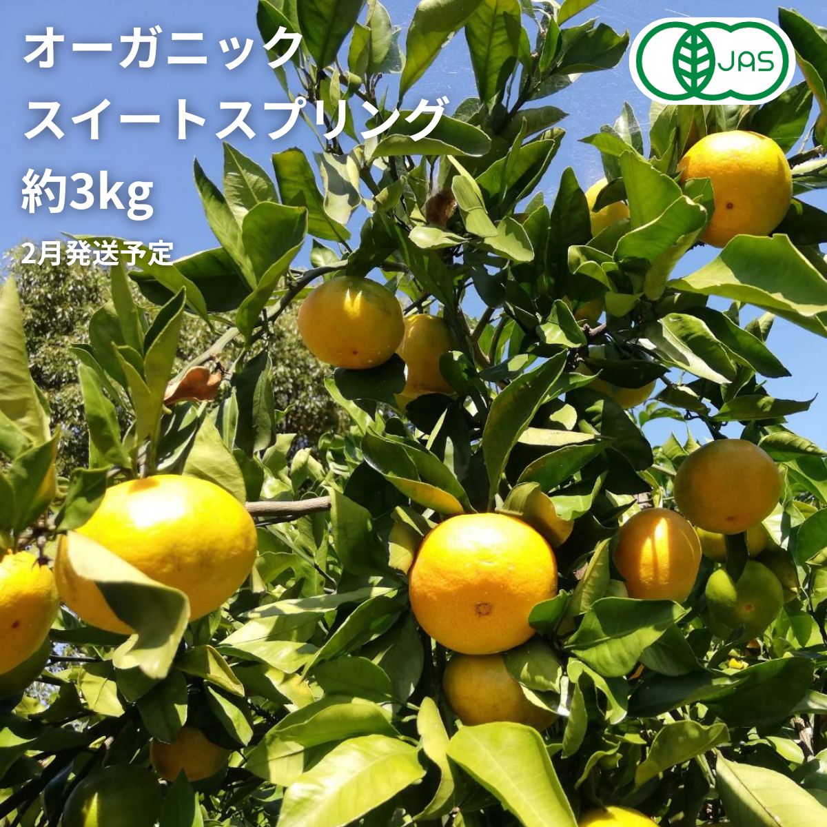 オーガニック スイートスプリング 約3kg 2〜3月発送 国産 有機JAS認証 瀬戸内 広島 大崎上島 離島 有機栽培 柑橘 果物 オーガニック フルーツ ギフト 防腐剤不使用 ワックス不使用 無添加 送料無料 産地直送 中原観光農園