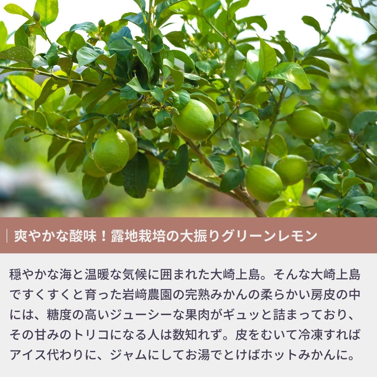 【ふるさと納税】瀬戸内の露地 グリーンレモン 約3kg/5kg 選べる内容量 10〜11月発送 皮まで丸ごと食べられる ワックス不使用 防腐剤不使用 フルーツ レモン 広島 大崎上島 せとうち 檸檬 柑橘 健康 ビタミンC クエン酸 岩崎農園 サムネイル2
