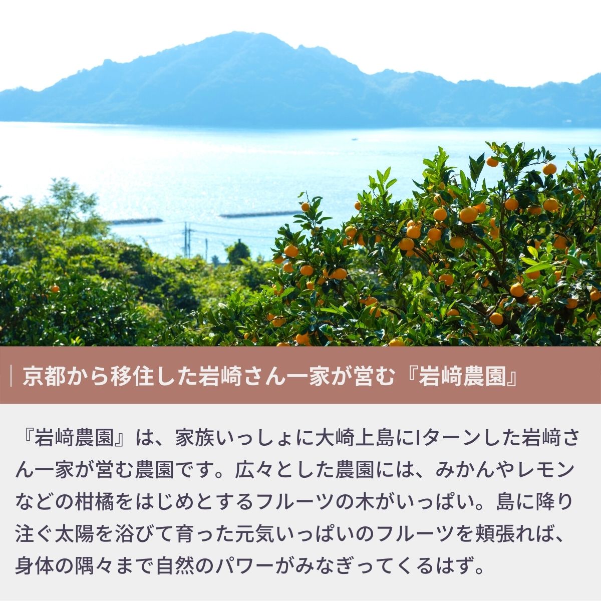 【ふるさと納税】瀬戸内の露地 グリーンレモン 約3kg/5kg 選べる内容量 10〜11月発送 皮まで丸ごと食べられる ワックス不使用 防腐剤不使用 フルーツ レモン 広島 大崎上島 せとうち 檸檬 柑橘 健康 ビタミンC クエン酸 岩崎農園 サムネイル3