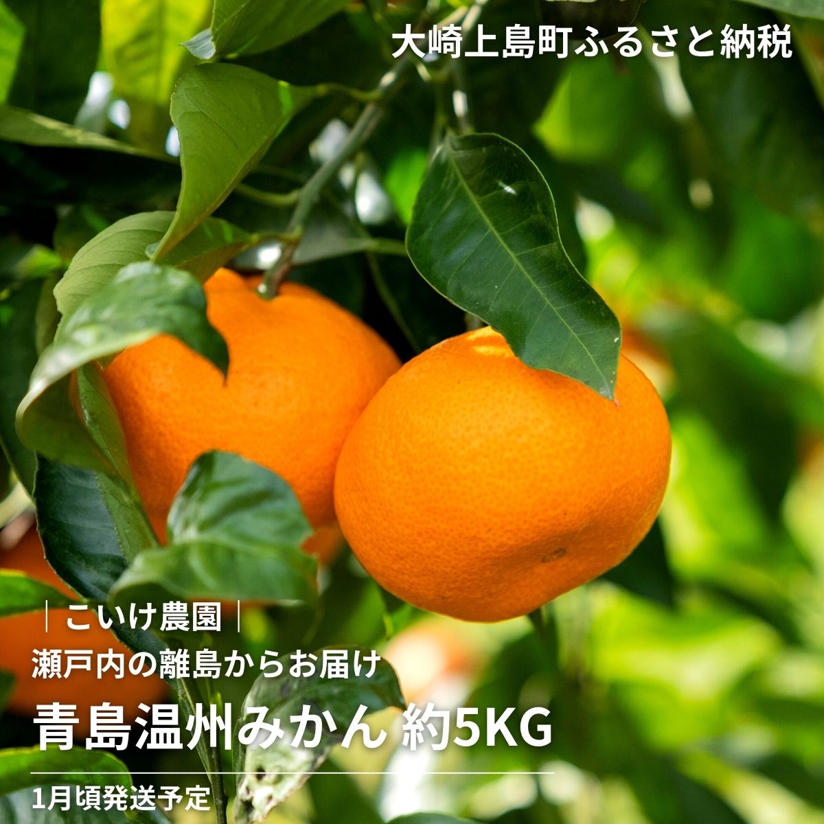 青島温州みかん 約 5kg 1月下旬頃発送予定 こいけ農園 広島県 大崎上島町 瀬戸内 離島 濃厚 果物 フルーツ 柑橘 みかん 送料無料 産地直送