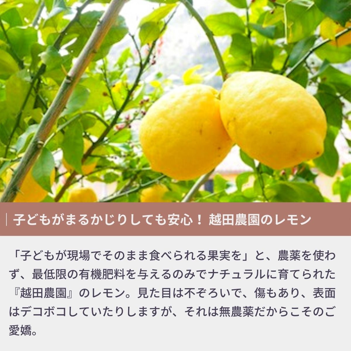 【ふるさと納税】先行予約 瀬戸内レモン 約2kg 約3kg 2025年12月から発送開始 レモン ワックス防腐剤不使用 選べるサイズ 選べる発送時期 広島県 大崎上島町 瀬戸内 離島 国産 皮ごと 丸ごと 露地栽培 ギフト 送料無料 産地直送 越田農園 サムネイル3