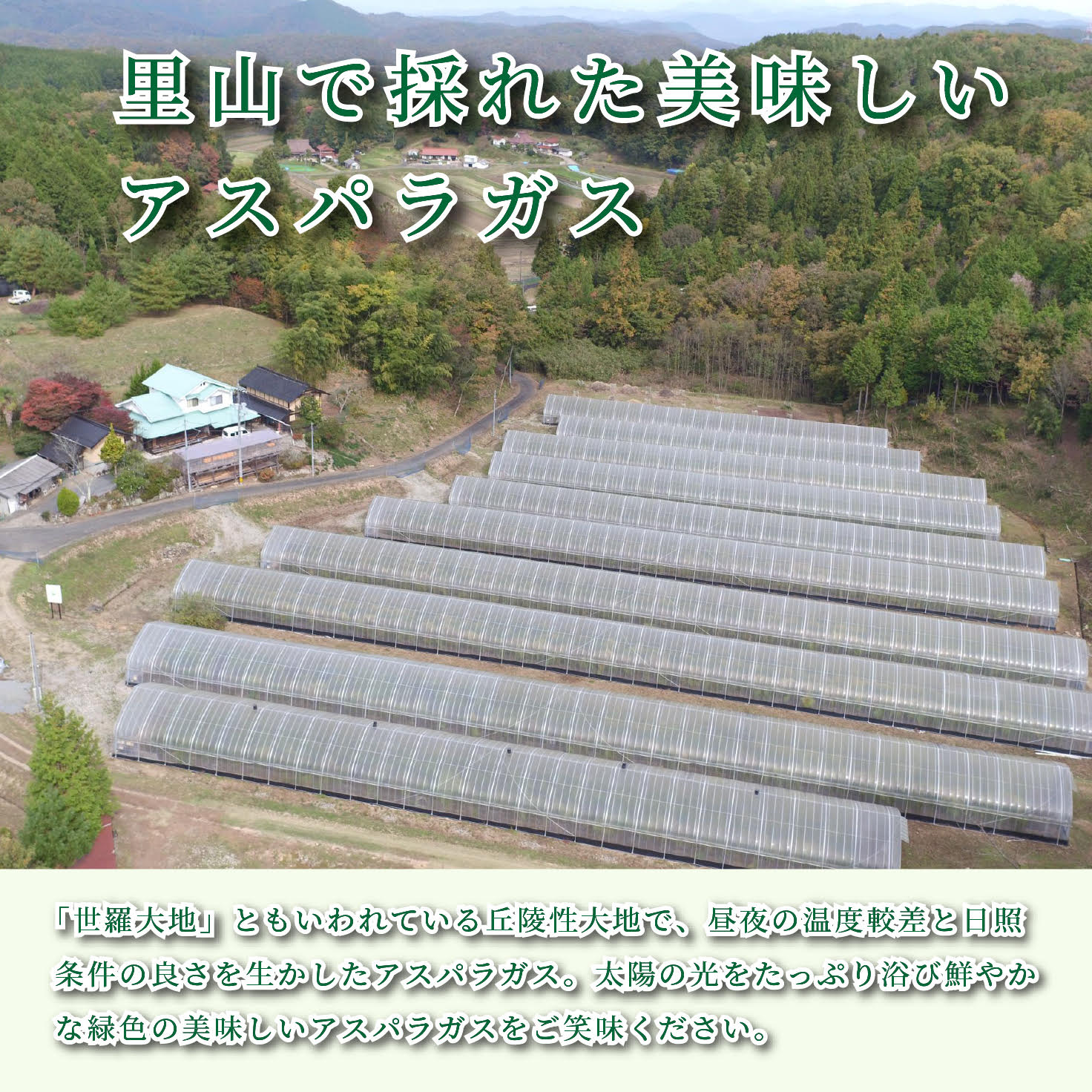 【ふるさと納税】【春芽】グリーン アスパラガス 1kg【先行予約・期間限定】アスパラ 野菜 産地直送 新鮮 世羅【2026年4月上旬以降順次発送】 A039-02 - 画像2