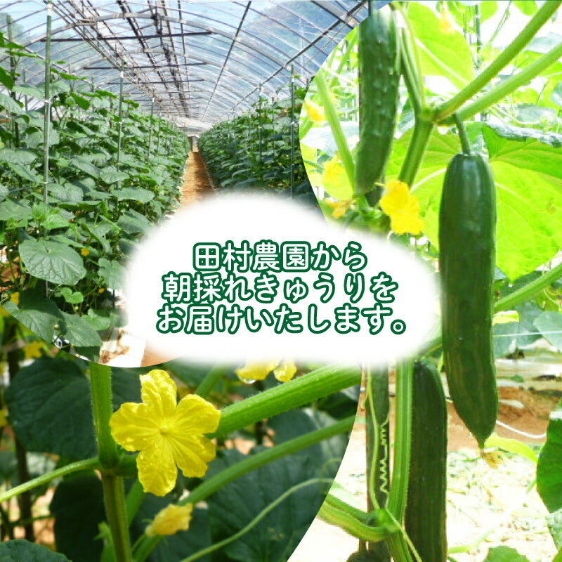 【ふるさと納税】 【2026年度発送 先行予約 】 きゅうり 訳あり 2kg or 5kg 朝採れ 野菜 赤土 キュウリ 胡瓜 新鮮 カリカリ 山口産 もぎたて 料理 お弁当 サラダ 大容量 遠足 ピクニック 下関市 山口 期間限定【2026年9月より出荷】 - 画像2