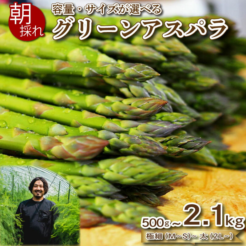 アスパラガス 500g~2.1kg 春 期間限定 数量限定 朝採れ 大容量 アスパラ S~2L 有機肥料使用 サイズ混合 訳あり セット 野菜 新鮮 夕飯 おかず お弁当 新鮮アスパラ 選べる 容量 サイズ 選べる お届け月 秀吉農園 菊川 下関 山口 【2026年3~4月より発送】