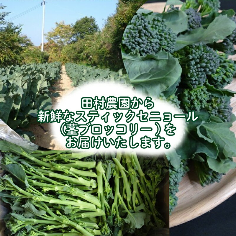 【ふるさと納税】 スティックセニョール 1kg 茎 ブロッコリー 朝採れ 新鮮 野菜 サラダ お弁当 ピクニック 産地直送 期間限定 下関 山口 【 期間限定 】 - 画像2