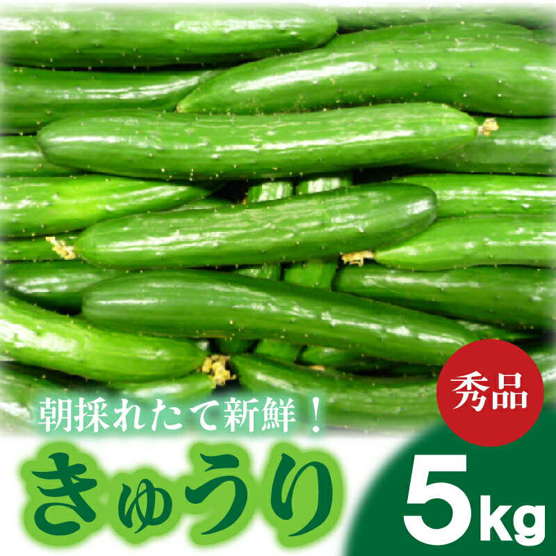 【2026年度発送 先行予約 】 選べる サイズ きゅうり 秀品 5kg 朝採れ 野菜 赤土 キュウリ 胡瓜 新鮮 カリカリ 山口産 もぎたて 料理 お弁当 夕飯 サラダ 大容量 下関市 山口 期間限定 【2026年9月より出荷】
