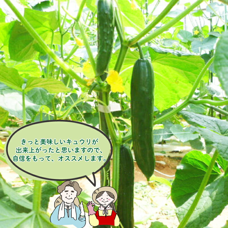 【ふるさと納税】 【2026年度発送 先行予約 】 選べる サイズ きゅうり 秀品 5kg 朝採れ 野菜 赤土 キュウリ 胡瓜 新鮮 カリカリ 山口産 もぎたて 料理 お弁当 夕飯 サラダ 大容量 下関市 山口 期間限定 【2026年9月より出荷】 - 画像3