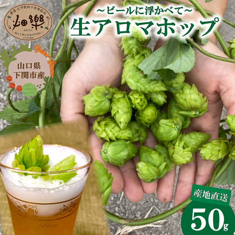 ビール の 原料 アロマホップ 生ホップ 〜 ビールに浮かべて〜 50g 【2026年6月中旬～7月中旬頃】 産地直送 野菜 農家直送 季節限定 露地栽培 農薬 化学肥料 不使用 下関 山口