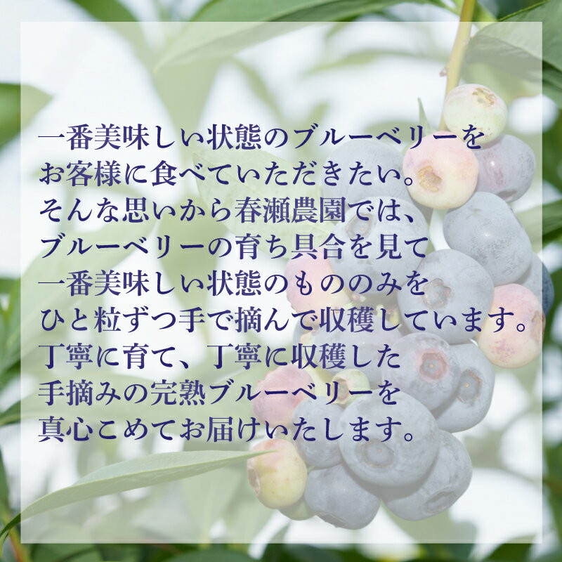 【ふるさと納税】 【先行予約受付】【数量限定】 冷凍 ブルーベリー 計 750g 手摘み 【2026年7月より順次発送】 ( 小分け フルーツ 果物 スイーツ デザート 国産 ベリー アイス ジャム パン パンケーキ ヨーグルト おやつ スムージー 朝食 無農薬 長期保存 ) 下関 山口 サムネイル2