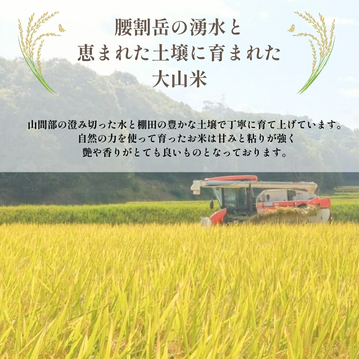 【ふるさと納税】宇部市 小野 『大山産米』 精米10kg　山口県 宇部市 精米 コシヒカリ ヒカリ新世紀 10kg 5kg 3kg 2kg 腰割岳 湧水 大山米 米 ご飯 新米 水 小分け 令和7年産 - 画像2
