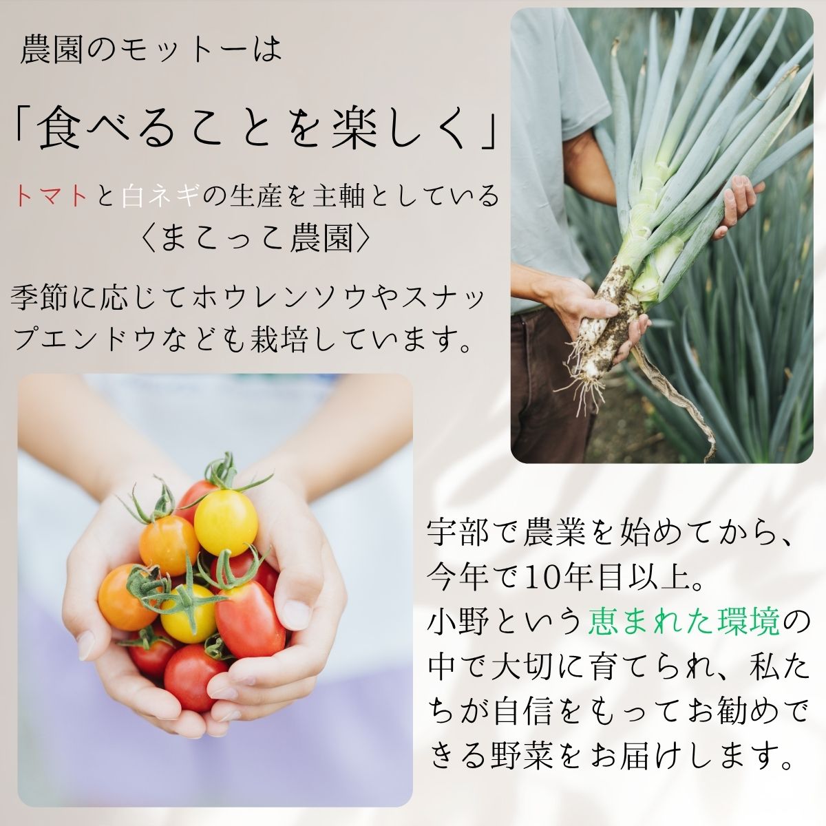 【ふるさと納税】【先行予約】＜まこっこ農園＞食べることが楽しくなる、カラフルミニトマト！ 約1.8kg (3~5種入り) | ミニトマトセット トマト詰め合わせ 食べ比べ とまと 甘い 新鮮 産地直送 お取り寄せ サラダ用 彩り野菜 フレッシュ 季節の野菜 山口県 宇部市 - 画像3