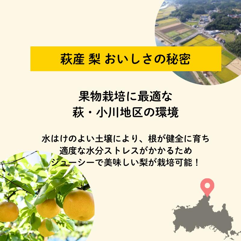 【ふるさと納税】吉田農園の梨詰め合わせセット 6球程度 小川梨 季節の品種 萩産 果物 フルーツ なし ナシ スイーツ デザート 国産 日本産 食品 グルメ 食卓 山口県 萩市 美味しい おいしい プレゼント ギフト プチギフト 贈り物 お中元 人気 おすすめ 贈答用 サムネイル3