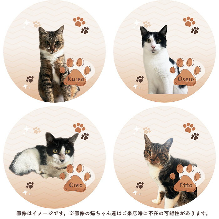 【ふるさと納税】No.201 デザートセットチケット1枚 ／ hinacafe 猫カフェ スイーツ ドリンク 保護猫 遊び 触れ合い 写真撮影 まったり 癒し 送料無料 山口県 サムネイル3