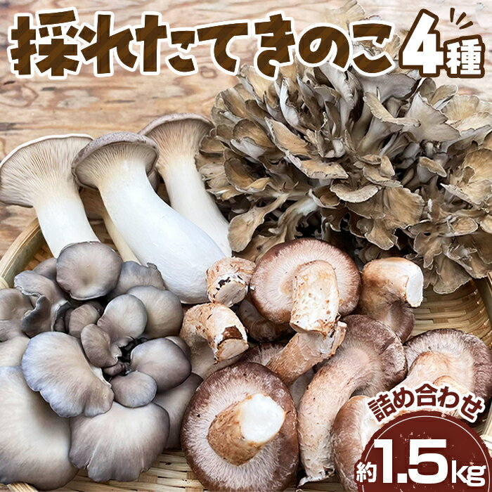 採れたてきのこ4種詰め合わせセット　約1.5kg ／ キノコ 茸 新鮮 もぎたて 産地直送 安心安全 農薬不使用 中華料理 天ぷら 炊き込みご飯 鍋物 BBQ 菌床しいたけ エリンギ まいたけ ひらたけ 送料無料 山口県 No.208