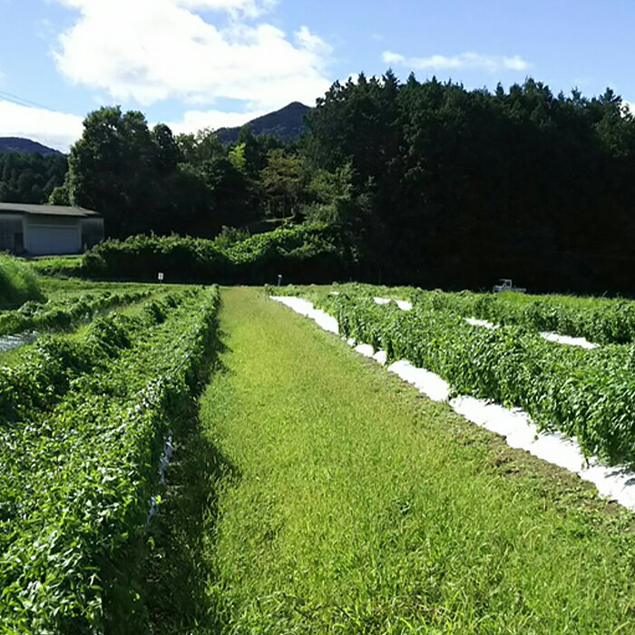 【ふるさと納税】Agrimottoの「自然薯」1kg - 画像2