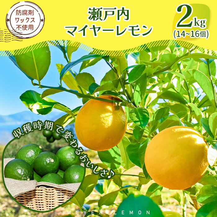 瀬戸内マイヤーレモン 約2kg レモン オレンジ 交配 品種 檸檬 れもん 柑橘 みかん 蜜柑 フルーツ