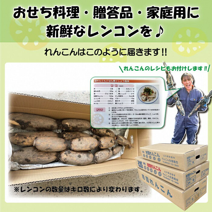 【ふるさと納税】蓮根 レンコン 岩国蓮根 岩国れんこん 山口 2kg 2キロ 由美屋特選！岩国産れんこん(洗い)2kg【有限会社 由美屋】 - 画像3