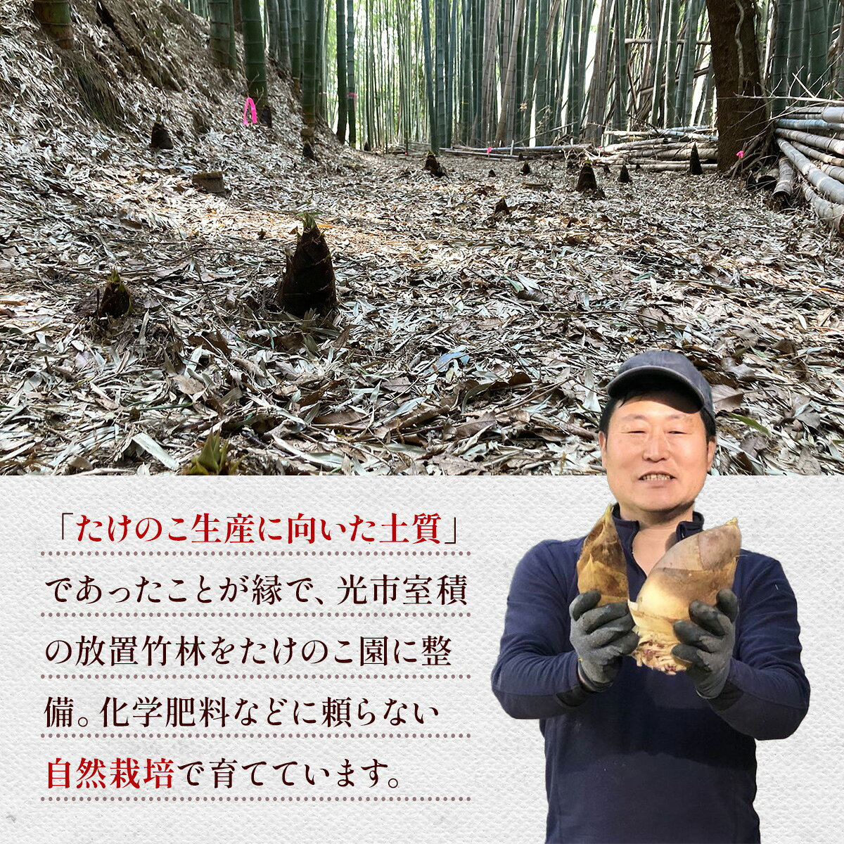 【ふるさと納税】YA01 先行予約 光市産朝掘りたけのこ 2kg [2026年4月上旬から4月中旬にかけて順次発送予定] 山口県光市産 たけのこ 筍 タケノコ 国産 野菜 旬 新鮮 採りたて 煮物 味噌汁 炊き込みご飯 - 画像2