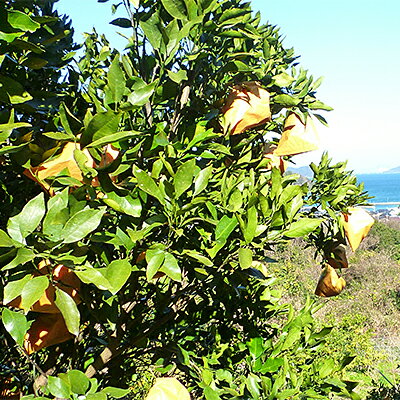 【ふるさと納税】【山口県ブランド】瀬戸内の春みかん　せとみ　20玉～24玉(約4.5kg)_ みかん せとみ 柑橘 果物 くだもの フルーツ 瀬戸内 山口県 ブランド オリジナル品種 甘い 糖度 人気 おすすめ お取り寄せ 送料無料 【1007405】 サムネイル3