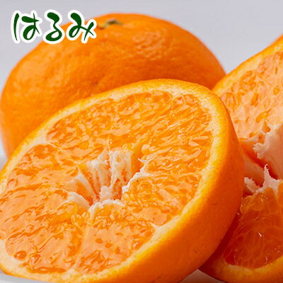 【ふるさと納税】せとみ&はるみの食べ比べ【1430970】 サムネイル2