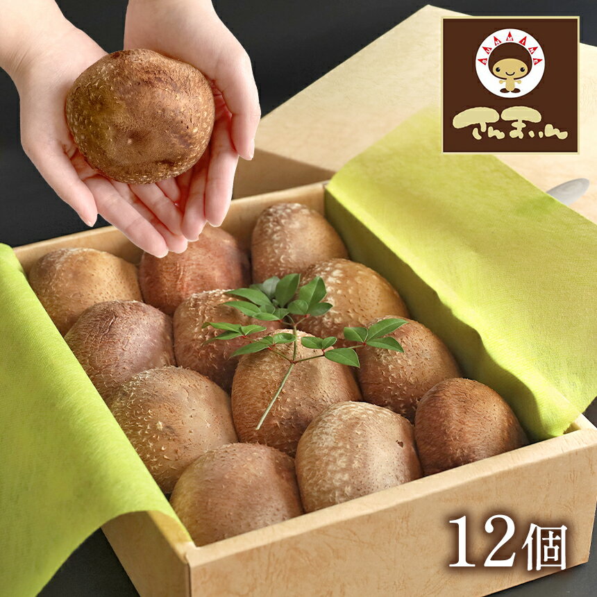 菌床椎茸 美峰の恵み さんまいん (12個) ｜ 椎茸 しいたけ 菌床 きのこ さんまいん 肉厚 山口 美祢市 美祢 特産品 秋吉台