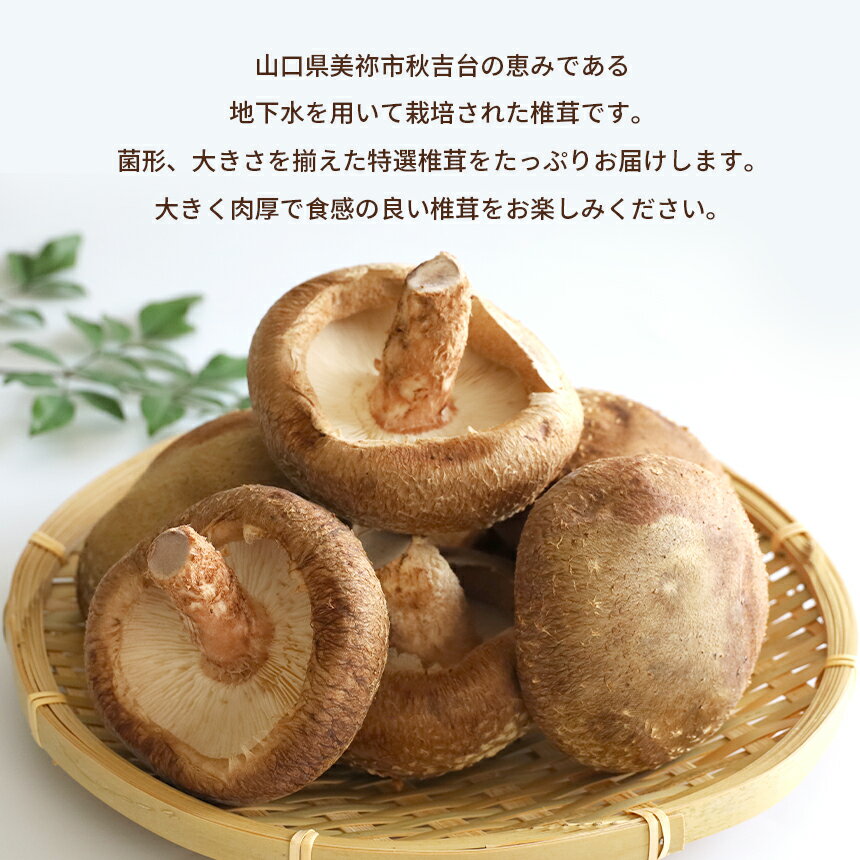 【ふるさと納税】 菌床椎茸 美峰の恵み さんまいん (12個) ｜ 椎茸 しいたけ 菌床 きのこ さんまいん 肉厚 山口 美祢市 美祢 特産品 秋吉台 - 画像3