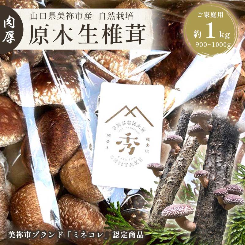 肉厚椎茸 原木 生 椎茸 ( 大きさ ・ 種類 いろいろ ) 約 900g 〜 1kg 先行予約 ＜2026年 3月以降発送予定 ＞ | しいたけ 椎茸 キノコ きのこ 家庭用 特産品 美祢市 美祢 山口県 肉厚 原木 濃厚 900g 1kg