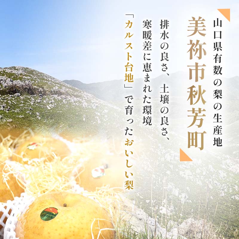 【 ふるさと納税 】【 数量限定 】 あたご梨 × 6玉（ 約5kg ） ｜ 梨 あたご なし フルーツ 果物 くだもの BIG ビッグ 大きい 特産品 美祢市 山口県 美祢 秋芳 秋芳町 カルスト台地 先行予約 期間限定 5kg サムネイル2