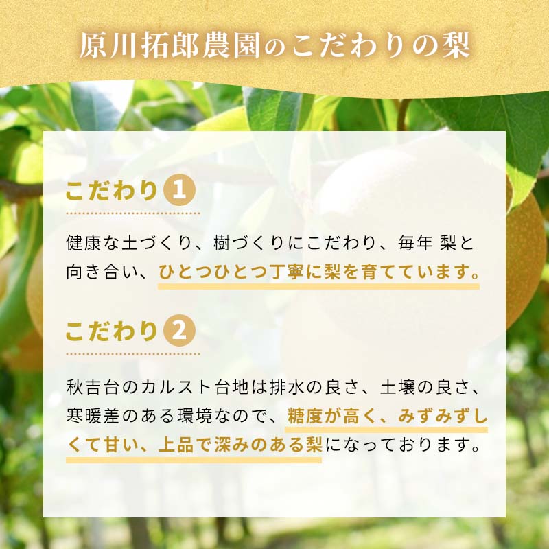 【 ふるさと納税 】【 数量限定 】 あたご梨 × 6玉（ 約5kg ） ｜ 梨 あたご なし フルーツ 果物 くだもの BIG ビッグ 大きい 特産品 美祢市 山口県 美祢 秋芳 秋芳町 カルスト台地 先行予約 期間限定 5kg サムネイル3