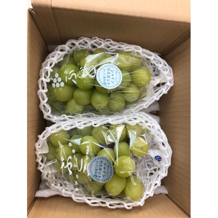 【ふるさと納税】山口県産　冬のシャインマスカット1.2Kg（2～3房） | フルーツ 果物 くだもの 食品 人気 おすすめ 送料無料 サムネイル3