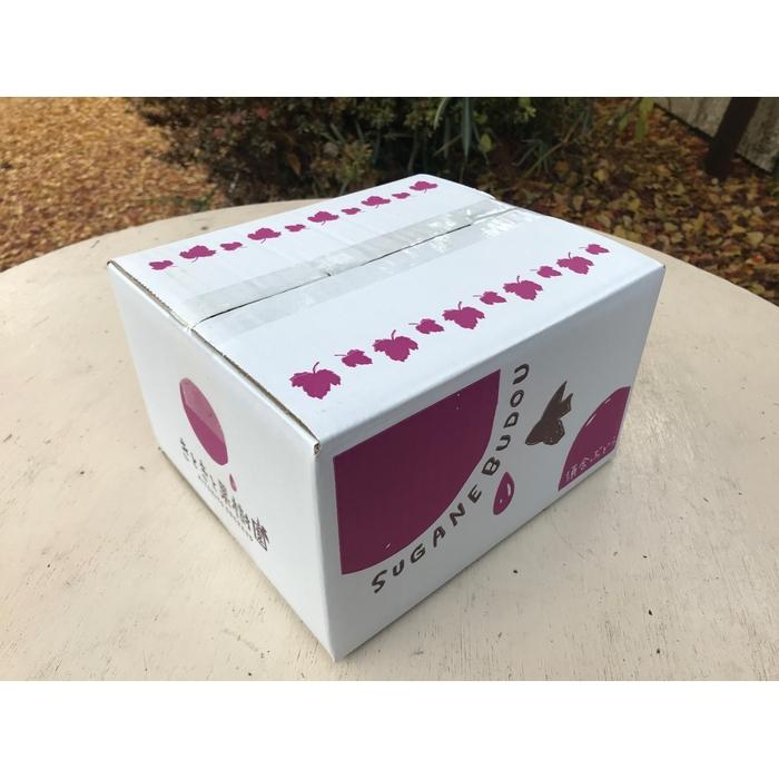 【ふるさと納税】山口県産　冬のシャインマスカット1.2Kg（2～3房） | フルーツ 果物 くだもの 食品 人気 おすすめ 送料無料 サムネイル2