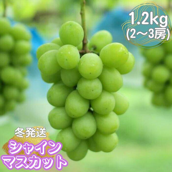 山口県産　冬のシャインマスカット1.2Kg（2～3房） | フルーツ 果物 くだもの 食品 人気 おすすめ 送料無料