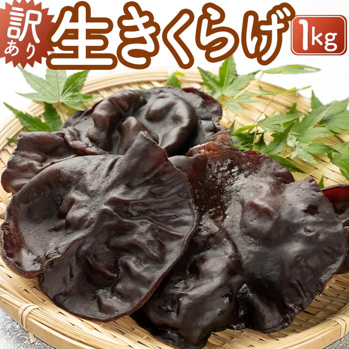 （訳あり）生きくらげ1kg | 野菜 やさい きのこ きくらげ 食品 人気 おすすめ 送料無料