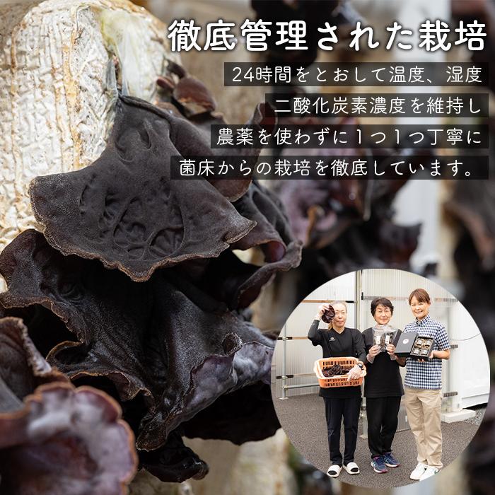 【ふるさと納税】（訳あり）生きくらげ1kg | 野菜 やさい きのこ きくらげ 食品 人気 おすすめ 送料無料 - 画像3