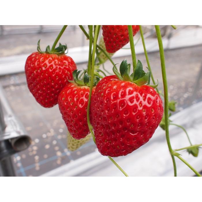 【先行予約12月下旬以降発送】極甘イチゴ よつぼし 2段箱(約800g～900g） 大粒完熟つみとり | フルーツ 果物 くだもの 食品 人気 おすすめ 送料無料