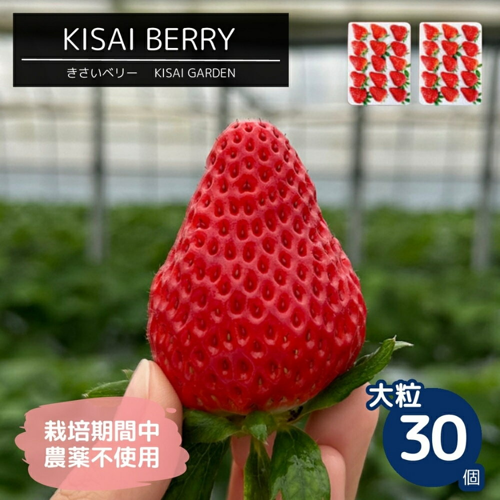 【 予約受付中・2026年1月頃より順次発送 】KISAI BERRY 大粒 30個 【数量限定】 | 栽培期間中農薬不使用 苺 いちご イチゴ 紅ほっぺ 徳島 鳴門 果物 フルーツ スムージー ジャム