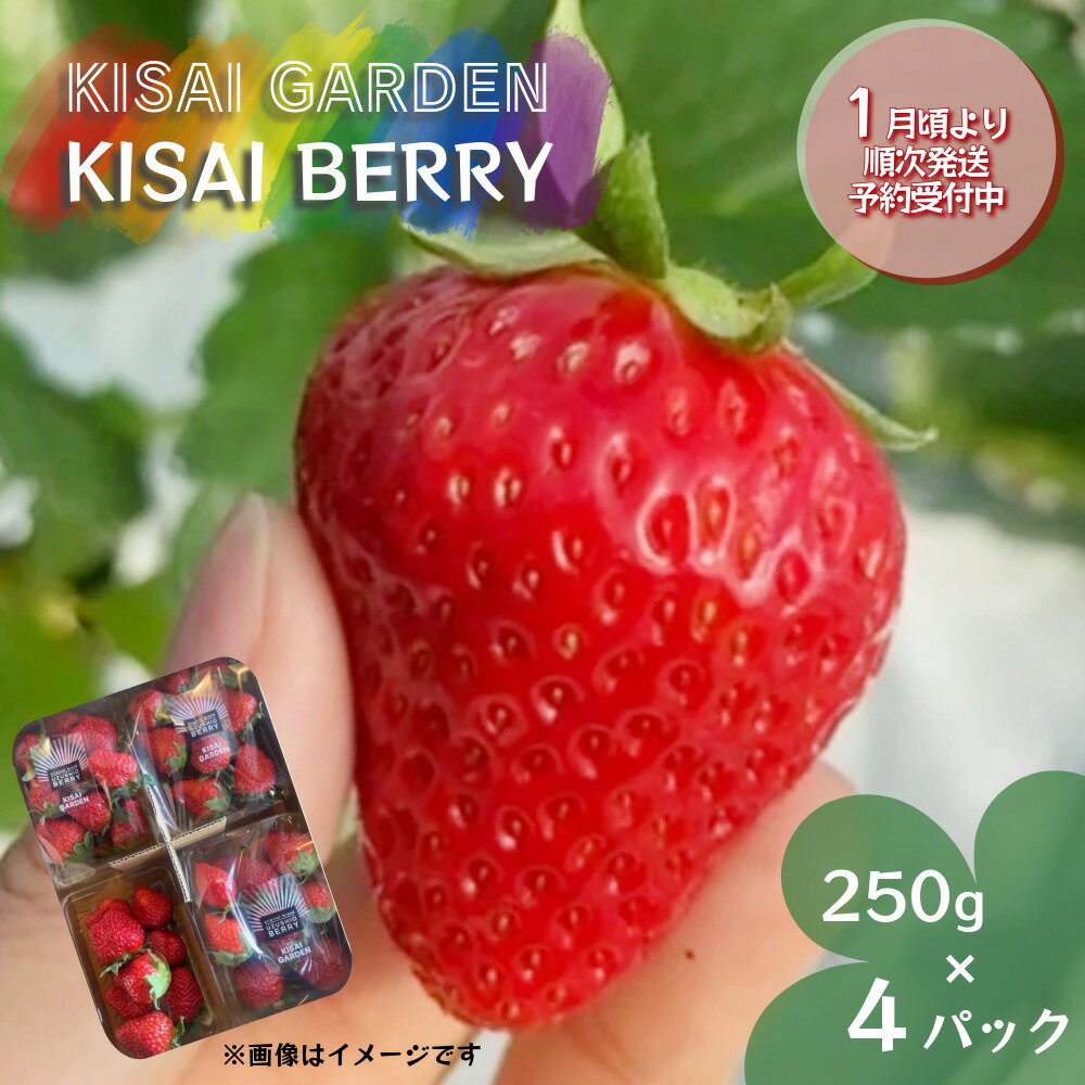 【 予約受付中・2026年1月頃より順次発送 】KISAI BERRY 250g×4パック 【数量限定】 | 栽培期間中農薬不使用 苺 いちご イチゴ 紅ほっぺ 徳島 鳴門 果物 フルーツ スムージー ジャム