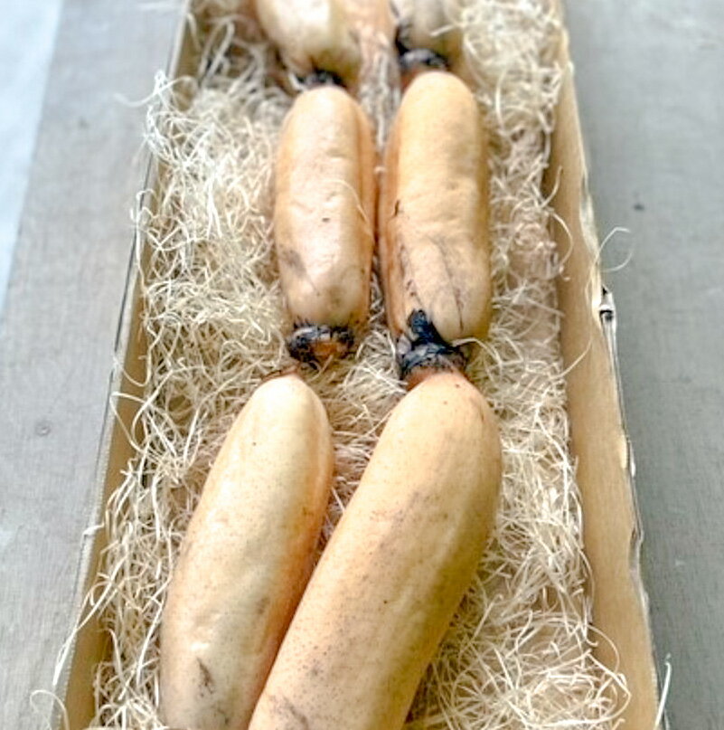 【ふるさと納税】【訳あり】鳴門市大津町産 蓮根（不揃い） 約2kg【数量限定】｜シャキシャキ 柔らか もちもち 天ぷら きんぴら - 画像2